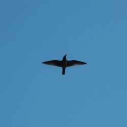 C23 & Maksym Popyk - Сповідь