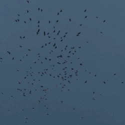 Marra Finn - the story of my life