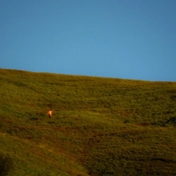 созвездие скейтов - Урочистість(новий порядок)