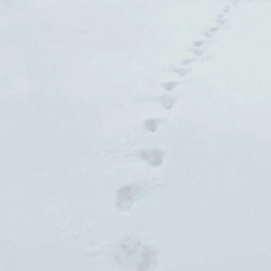 VovaZiLvova & SUROV - Замело до серця шлях